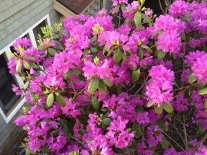 Rhodendendrons